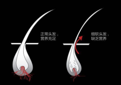 整合中草药资源，刘燕酿